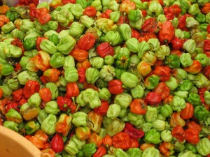 Habanero Peppers